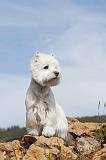 WESTIE 059